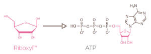 riboxyl atp skin version O2